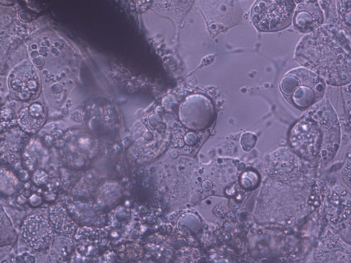Biomatter Microscope View