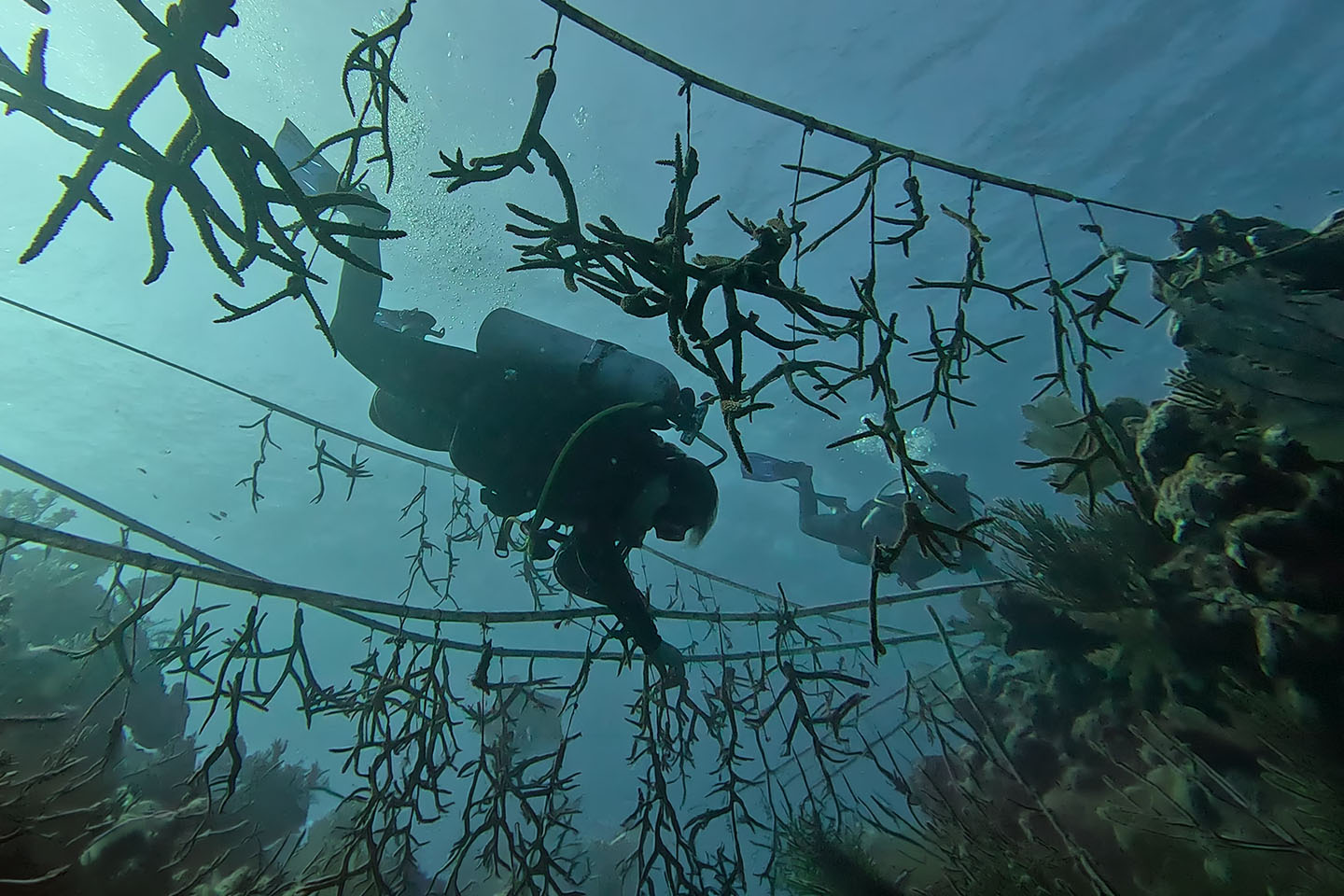 scuba diving image